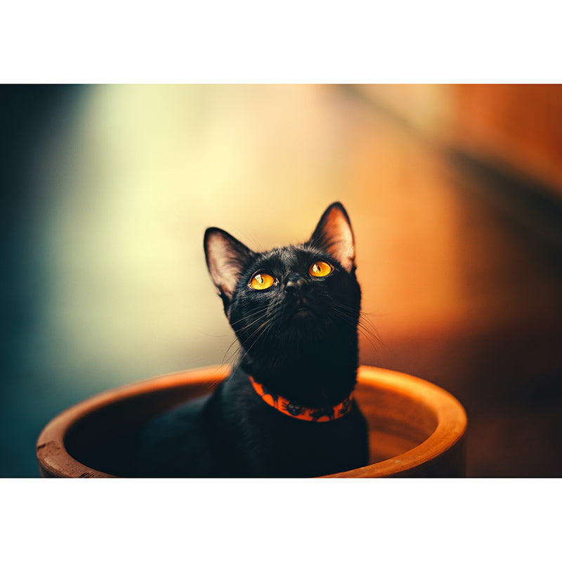 Modern Style Mural Wallpaper Cute Cats Photography Indoor Wall Mural