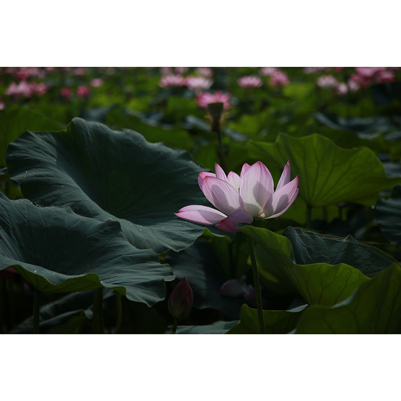 Washable Stain Resistant Wall Mural Wallpaper Flowers Sitting Room Wall Mural