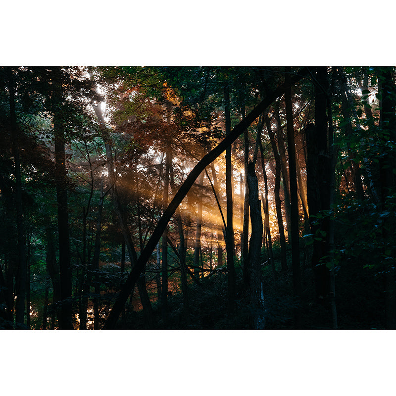 Washable Stain Resistant Mural Wallpaper Quiet Forest Indoor Wall Mural