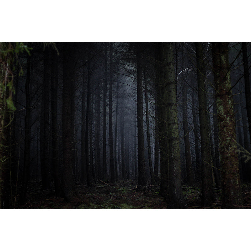 Quiet Forest Photography Mural Wallpaper Decorative Bedroom Wall Mural
