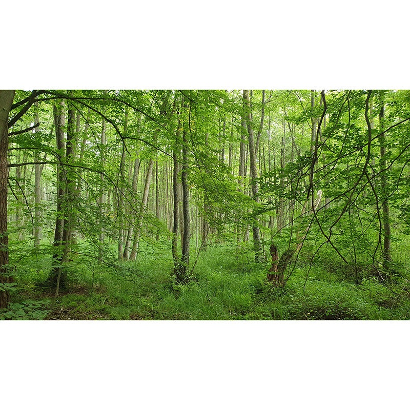 Environment Friendly Resistant Mural Wallpaper Quiet Forest Living Room Wall Mural