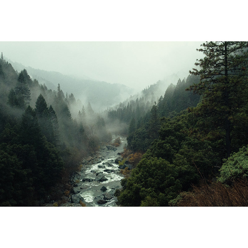 Photography Wall Mural Wallpaper Quiet Forest Sitting Room Wall Mural