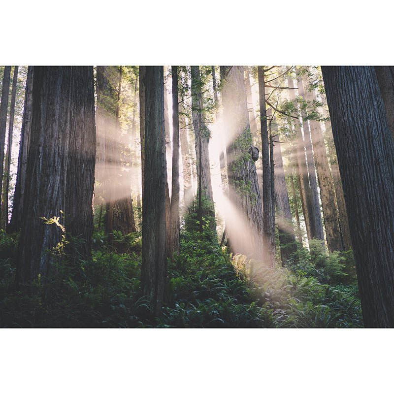 Modern Style Wall Mural Wallpaper Quiet Forest Sitting Room Wall Mural