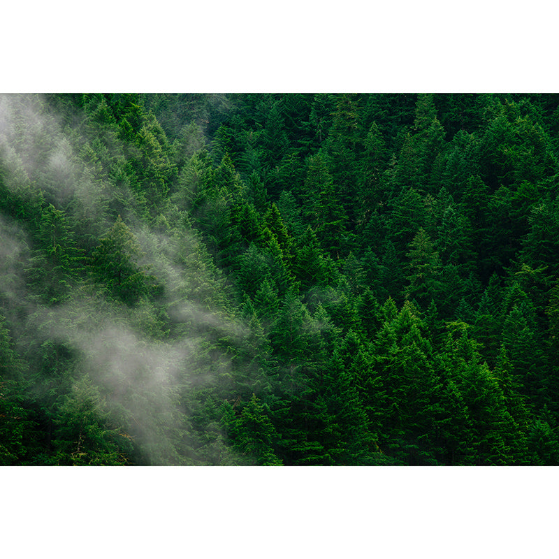 Environment Friendly Resistant Mural Wallpaper Quiet Forest Sleeping Room Wall Mural