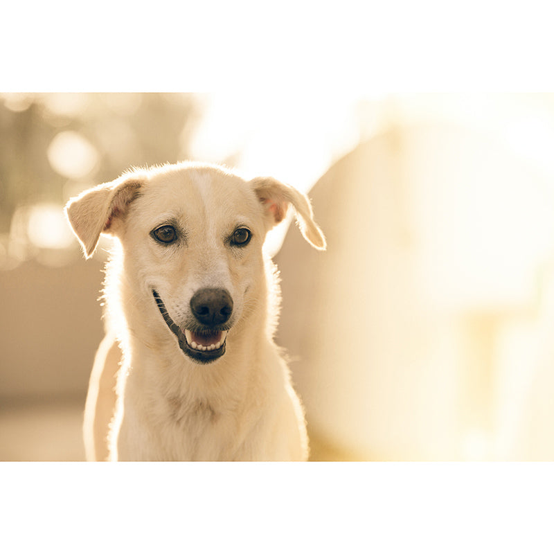 Washable Stain Resistant Mural Wallpaper Lovely Dogs Indoor Wall Mural