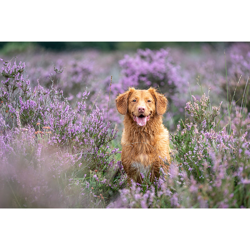 Lovely Dogs Photography Mural Wallpaper Decorative Bedroom Wall Mural