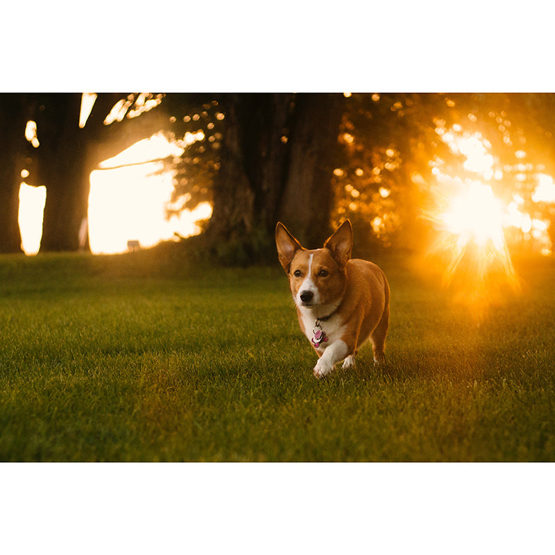 Photography Stain Resistant Wall Mural Wallpaper Lovely Dogs Sitting Room Wall Mural