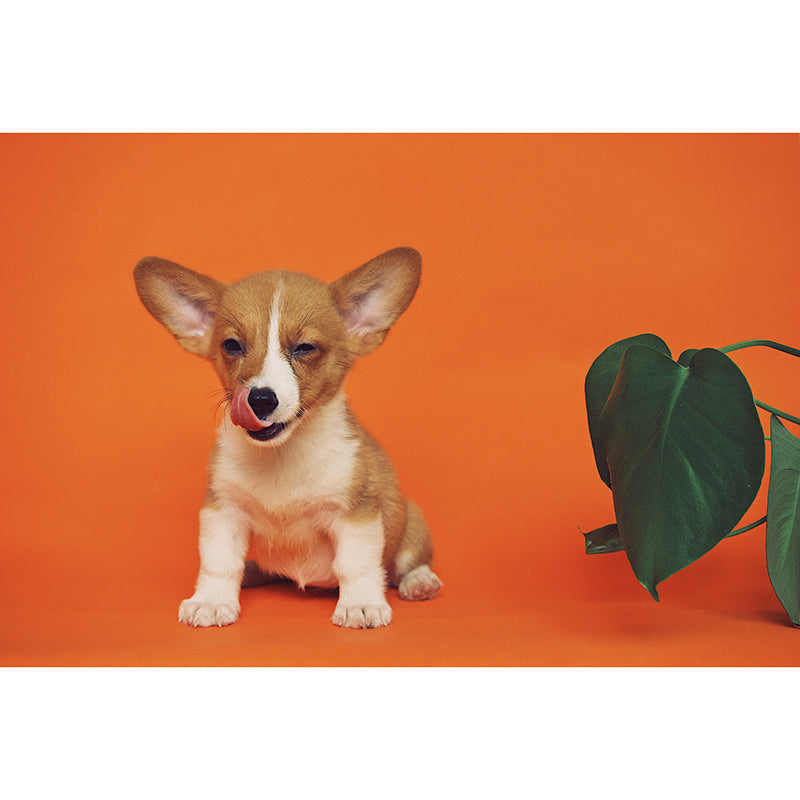 Photography Wall Mural Wallpaper Lovely Dogs Sitting Room Wall Mural