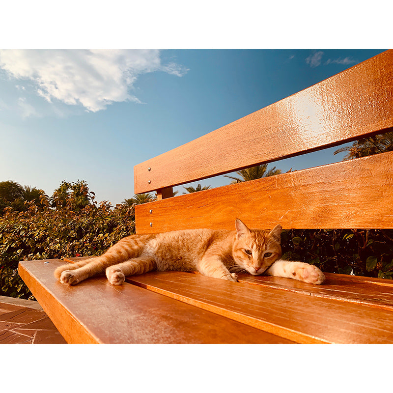 Cute Cats Mildew Resistant Mural Wallpaper Indoor Wall Mural