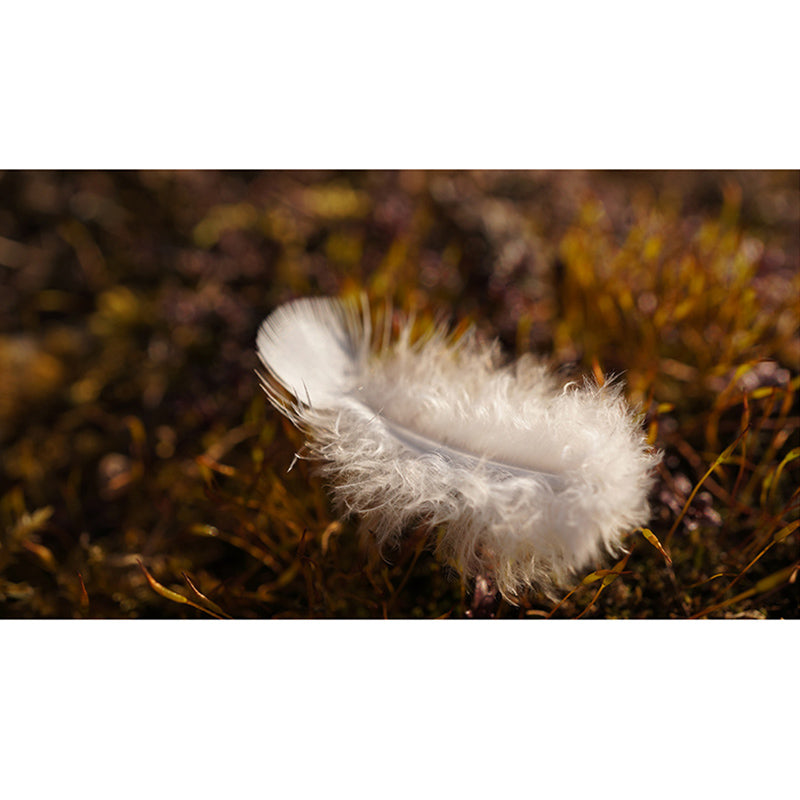 Eco-friendly Wall Mural Wallpaper Soft Feathers Photography Sitting Room Wall Mural