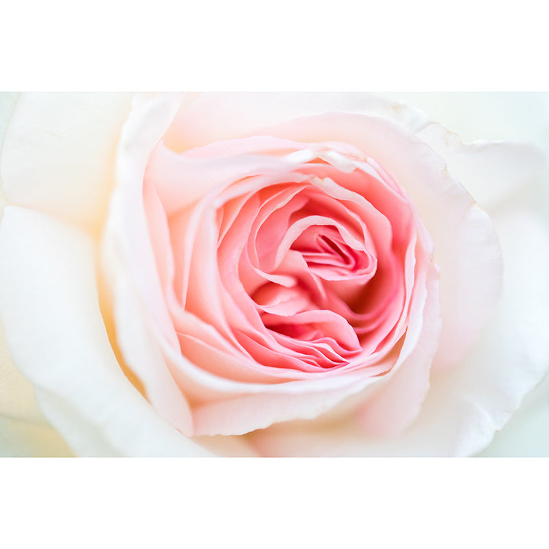 Elegant Rose Photography Mildew Resistant Wallpaper Environmental Sleeping Room Wall Mural