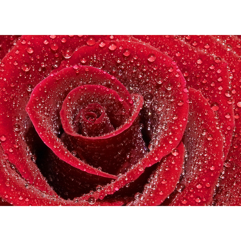 Modern Photography Mural Wallpaper Elegant Rose Indoor Wall Mural