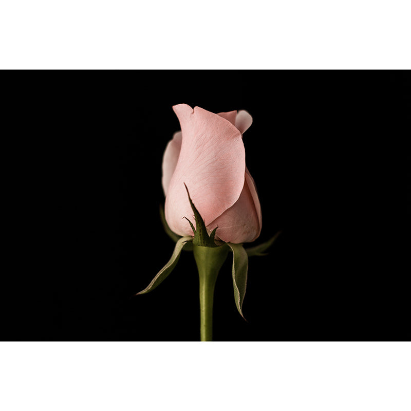 Modern Style Wall Mural Wallpaper Beautiful Roses Bedroom Wall Mural