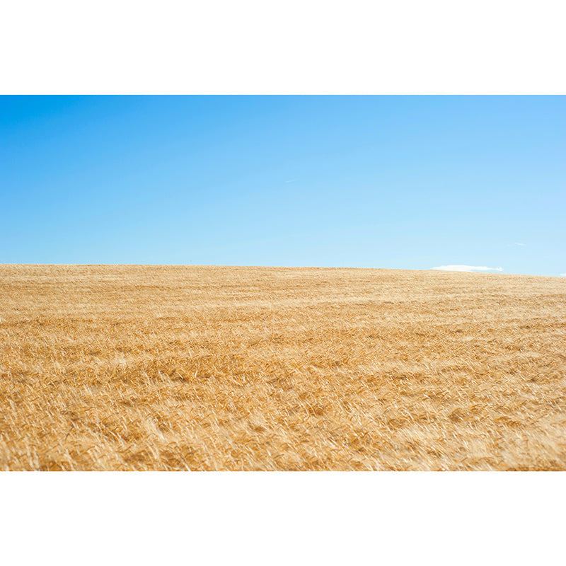 Wheat Field Mildew Resistant Wallpaper Photography Sleeping Room Wall Mural
