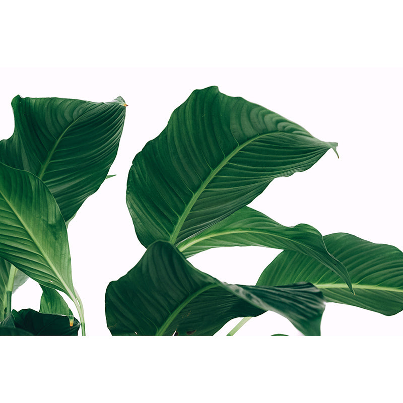 Photography Plants Mural Mildew Resistant Wallpaper Sleeping Room Wall Mural