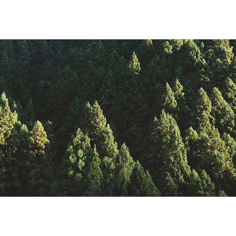 Washable Photography Mural Wallpaper Woods Landscape Indoor Wall Mural