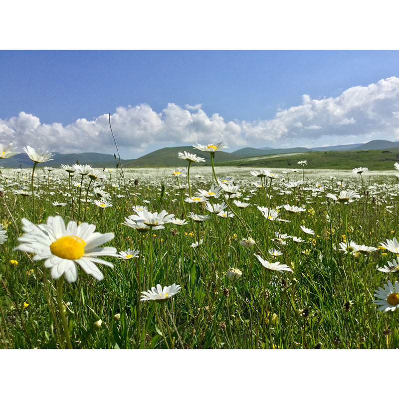 Beautiful Photography Mural Wallpaper Flower Field Decorative Indoor Wall Mural