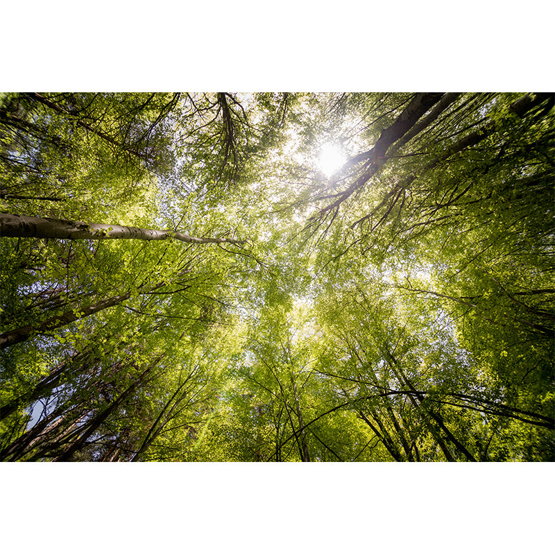 Environmental Forest Photography Wall Mural Living Room Wallpaper