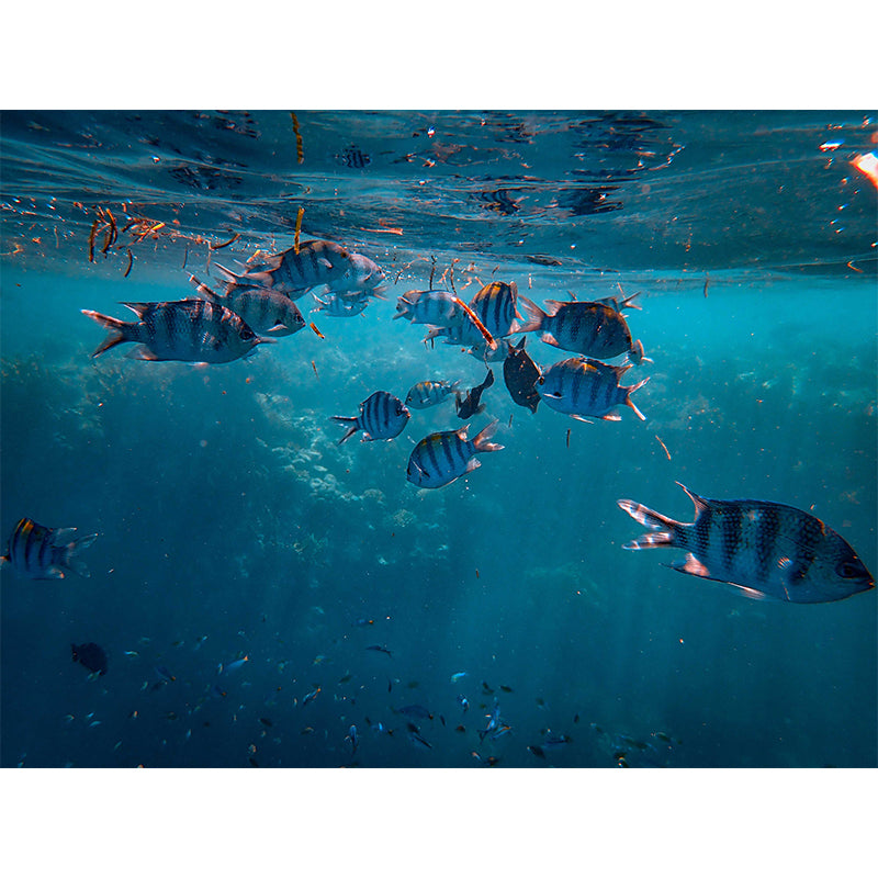 Undersea Photography Mildew Resistant Wallpaper Living Room Wall Mural