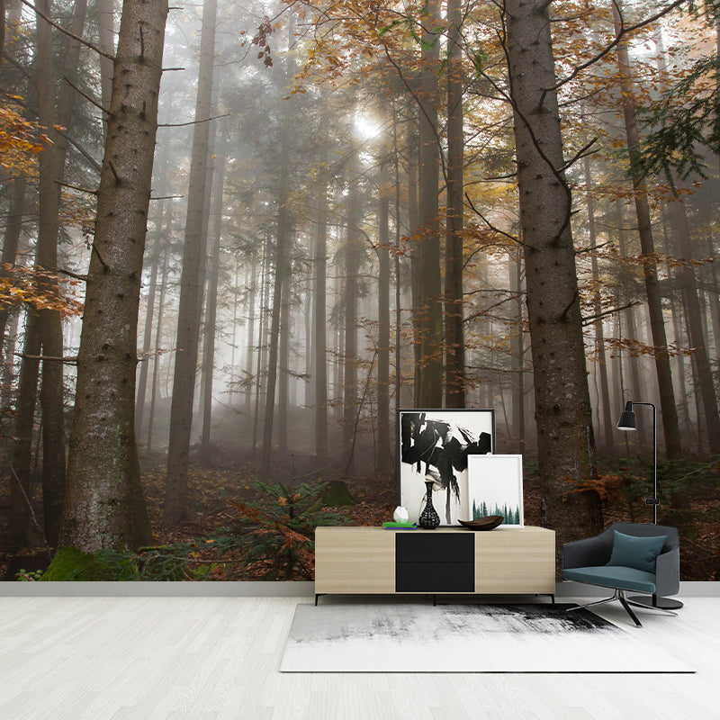 Forest Photography Wallpaper Modern Drawing Room Mural Wallpaper