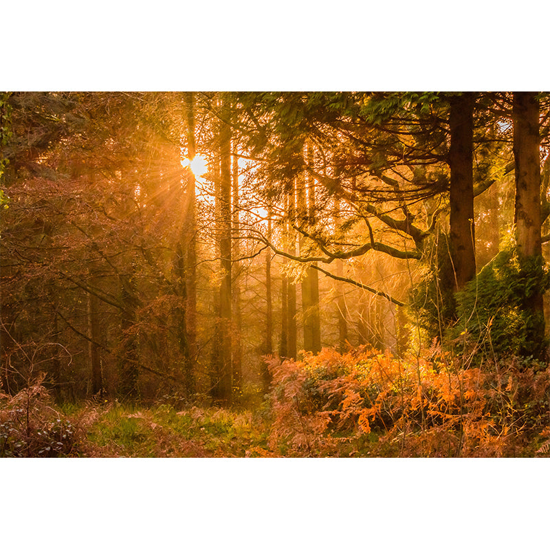 Environment Friendly Forest Photography Wallpaper Home Decor Mural Wallpaper