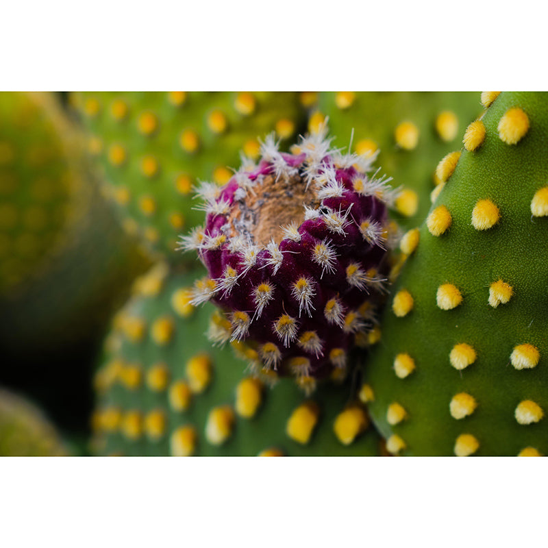 Pleasing Wall Mural Tropical Cactus Patterned Sitting Room Wall Mural