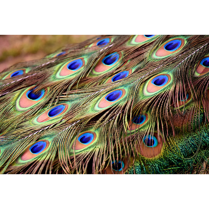 Chromatic Wall Mural Peacock Feather Print Living Room Wall Mural