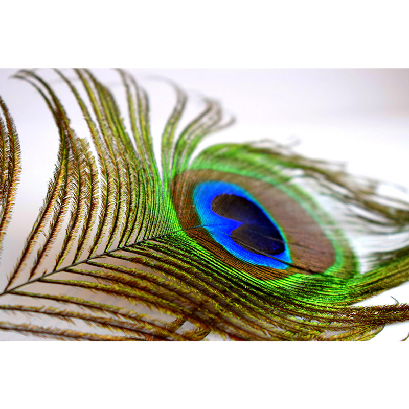 Lifelike Wall Mural Peacock Feather Pattern Drawing Room Wall Mural