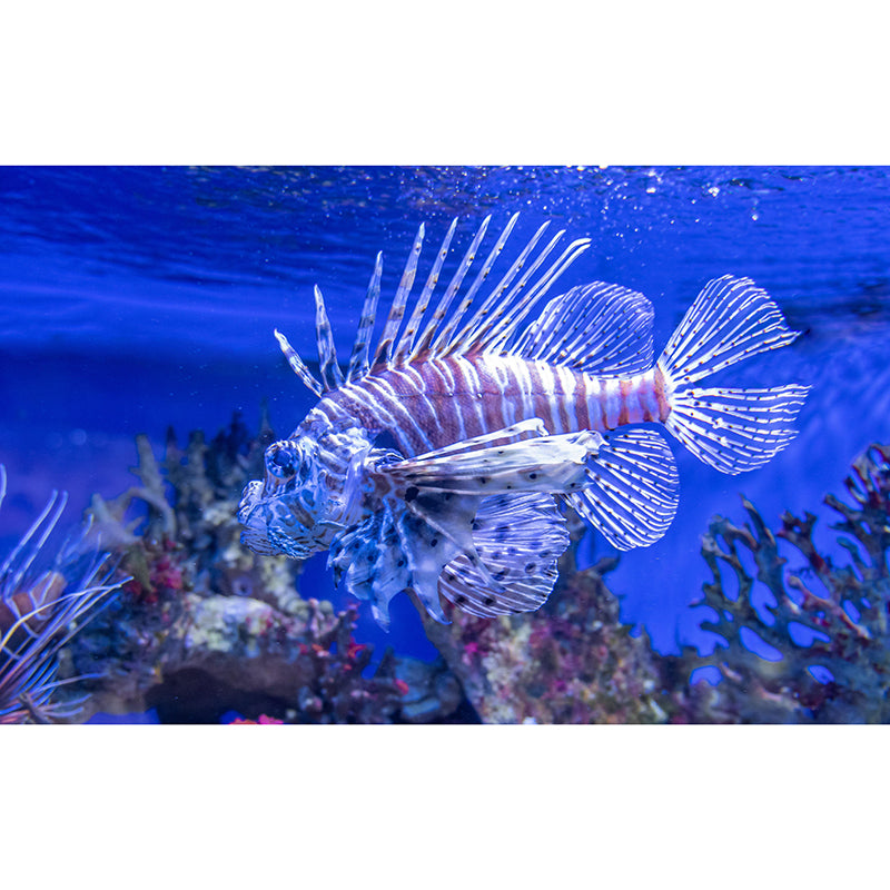 Pleasing Wall Mural Lionfish Patterned Drawing Room Wall Mural
