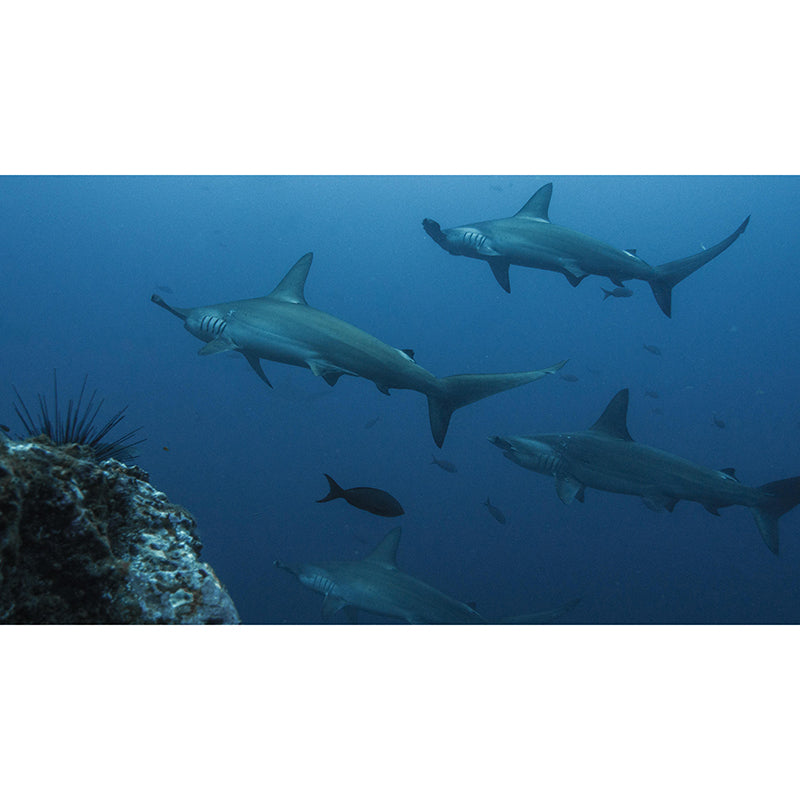 Attractive Wall Mural Shark Patterned Sitting Room Wall Mural