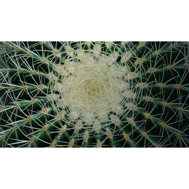Photography Wall Mural Cactus Pattern Living Room Wall Mural