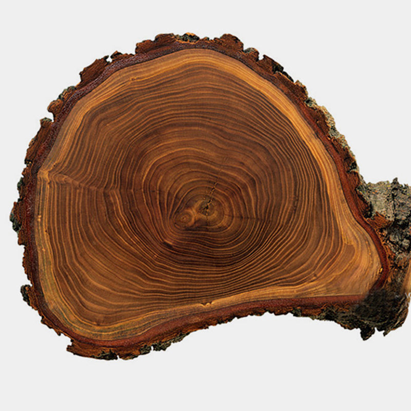 Ladder Bookshelf Modern Walnut Bookcase with 4-shelf for Home Office