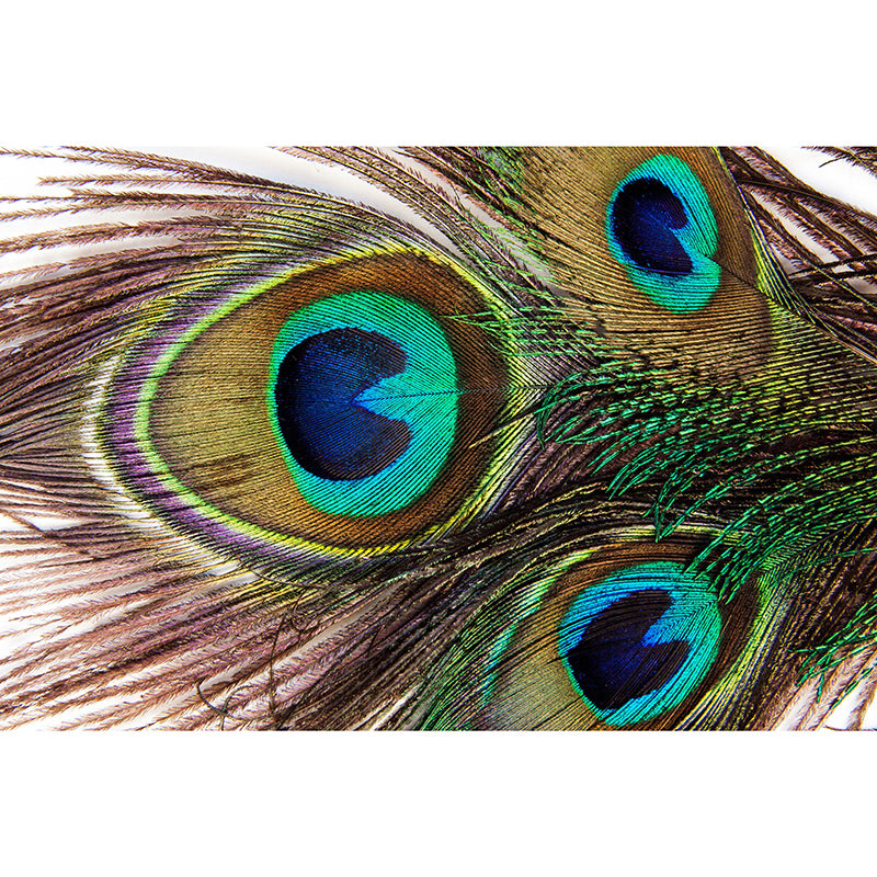 Photography Feather Wall Mural Contemporary Stain Resistant Indoor Wall Murals