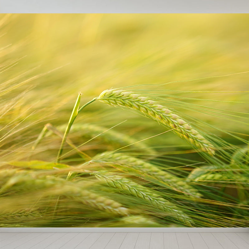 Wheat Field Mildew Resistant Wallpaper Photography Environmental Sleeping Room Wall Mural