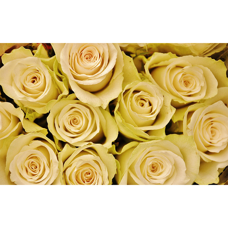 Washable Mural Wallpaper Flowers Photography Indoor Wall Mural