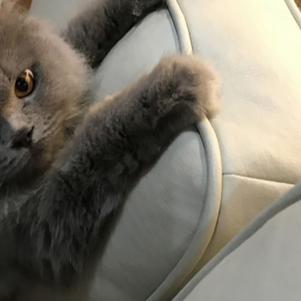 Pillow Top Arm Sectional Sofa in Solid Wood with Cushion Back