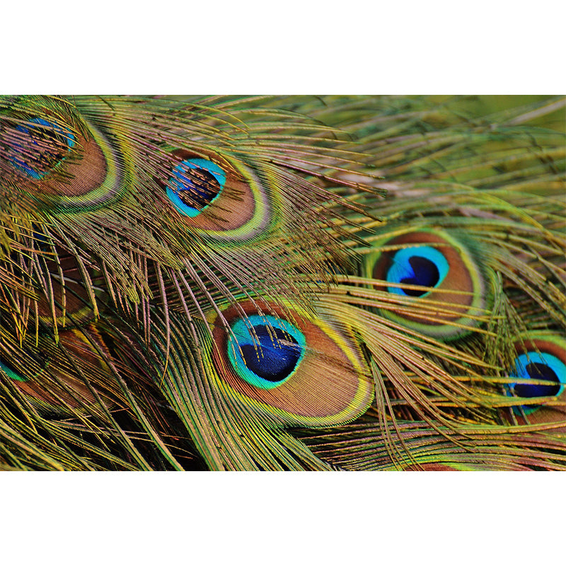 Photography Decorative Wall Mural Feather Pattern Non-Pasted Mildew Resistant