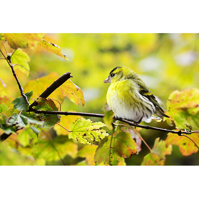 Creative Forest Bird Photography Mural Moistureproof for Living Room and Bedroom Wall Decor