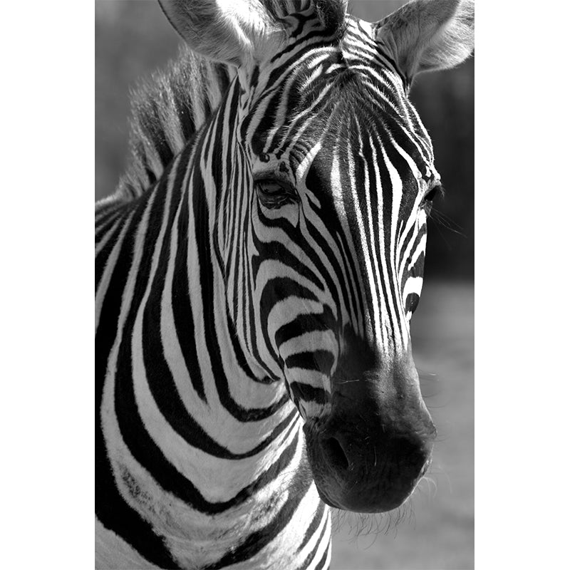 Zebra Mural Wallpaper Black and White Minimalist Wall Art for Living Room